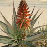 Aloe rubroviolacea aff. ©JLcoll.352.jpg